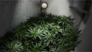 Weed Grow Room - How to Build Your Cannabis Indoor Grow Room