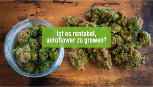 Lohnt es sich, Autoflowers kommerziell zu growen?