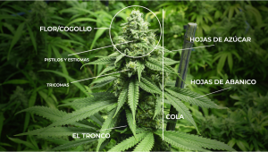 Anatomía de las plantas de cannabis: de las semillas a los cogollos