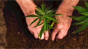 5 Reasons You Should Consider Growing Your Own Cannabis