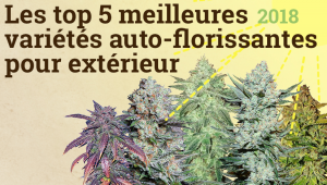 Les top 5 meilleures variétés auto-florissantes pour extérieur