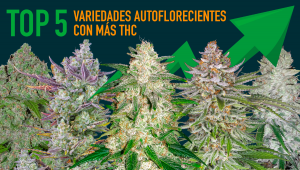  Las 5 cepas autoflorecientes más ricas en THC del 2020