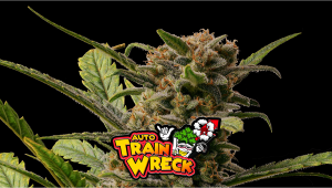 Trainwreck Auto Cannabis Strain Week-By-Week Guide