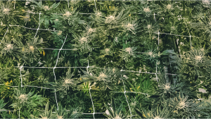 Comment cultiver des semences autoflorissantes en SCROG