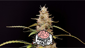 Amnesia Haze Auto Cannabis Strain Week-by-Week Guide