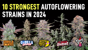 Top 10 Strongest Cannabis Autoflowering Strains in 2024 - Highest THC Strains