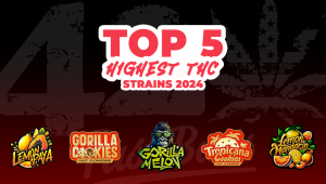 Top 5 Highest THC Strains 2024