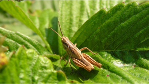 Most Common Pests in Cannabis: Grasshoppers