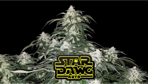 Stardawg Auto Cannabis Strain Week-by-Week Guide