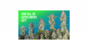 Quelle est la taille des autofloraisons?