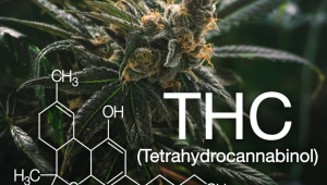 Come Far Crescere Una Pianta di Marijuana Aumentando la Produzione di THC