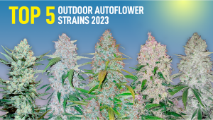 Top 5 Best Outdoor Autoflower Strains