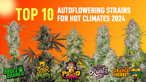 10 Best Autoflowering Strains For Hot Climates 2024