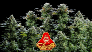 GG4 Sherbet FF Cannabis Strain Week-by-Week Guide