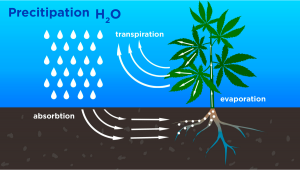 Come Viene Utilizzata L Acqua Dalle Piante Di Cannabis E Cose Da Sapere