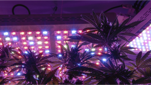 Can You Grow Autoflowers with LEDs?