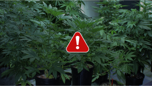 How to Prepare for Indoor Growing Emergencies