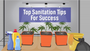 Top Sanitation Tips For Successful Cannabis Growth