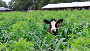 CBD in Weed Makes Cows Chill And Happy, Study Finds