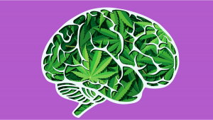 Una nuova ricerca trova che la cannabis non ha effetti negativi sulle capacità cognitive