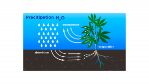 Comment les plantes de cannabis utilisent leau et ce quil faut savoir