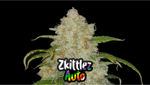 Z Auto Cannabis Strain Week-by-Week Guide