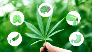 5 Benefici per la salute del consumo di cannabis commestibile