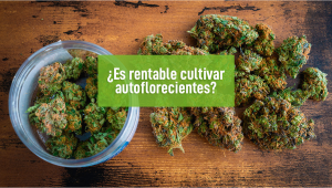 ¿Es rentable cultivar autoflorecientes?