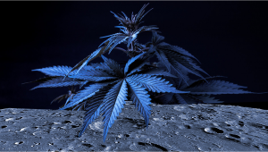 Un director general de cannabis imagina un laboratorio en la Luna