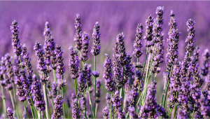 Terpene verstehen: Was ist Linalool?