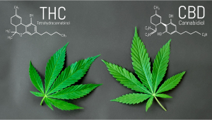 What is the difference between THC and CBD?