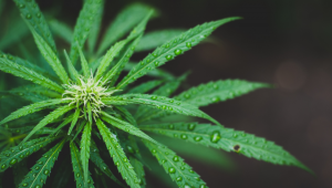 Was tun, wenn dein Cannabisvorrat nass wird?