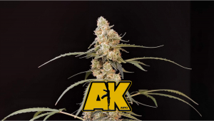 AK Auto Cannabis Strain Week-by-Week Guide