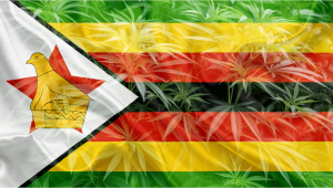 Los 57 productores autorizados de Zimbabue comenzarán a exportar cannabis en breve