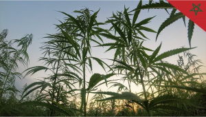 Morocco Works on Legalizing Cannabis Cultivation