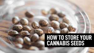 How To Store Your Cannabis Seeds