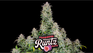 Forbidden Runtz Auto Cannabis Strain Week-by-Week Guide