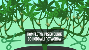 Poradnik Dotyczący Uprawy Konopi na Potwory