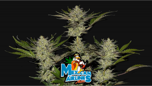 Mexican Airlines Auto Cannabis Strain Week-by-Week Guide