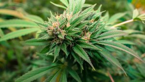 Durban Poison Cannabis Strain Week-By-Week Guide