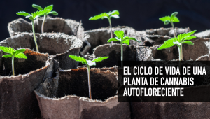 El ciclo de vida de una planta de cannabis autofloreciente