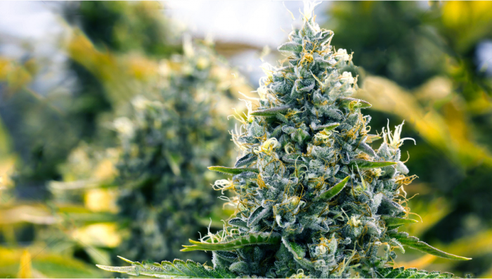 Comment faire grossir vos bourgeons de cannabis avant la récolte