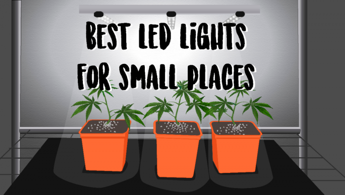 Les meilleures lampes à LED pour cultiver dans les petits espaces