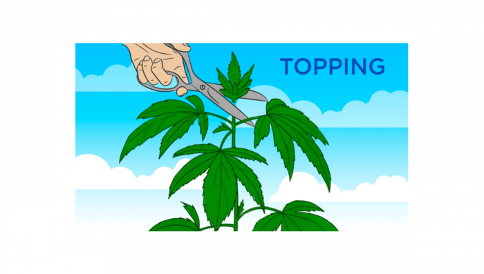 Puis-je utiliser le Topping sur les plantes de cannabis à floraison automatique?