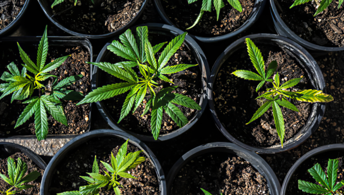 Les avantages de la culture du cannabis autofloraison en Sea of Green