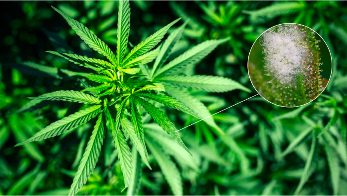 Most Common Pests In Cannabis: Powdery Mildew