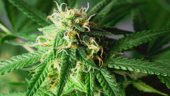 9 Errores que se deben evitar al cultivar cannabis autofloreciente
