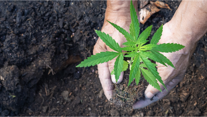 A Full Guide to No-Till Cannabis Farming