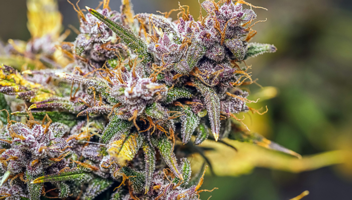 ¿Qué causa la putrefacción de las flores en el cultivo de cannabis?