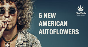 6 new autoflowers